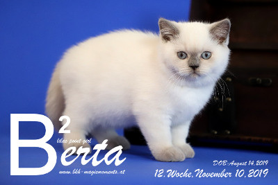 Berta ist 12 Wochen alt ( 10.11.2019 )