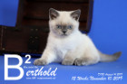 Berthold ist 12 Wochen alt ( 10.11.2019 )