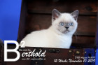 Berthold ist 12 Wochen alt ( 10.11.2019 )