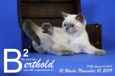 Berthold ist 12 Wochen alt ( 10.11.2019 )