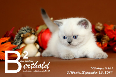 Berthold ist 5 Wochen alt ( 20.09.2019 )