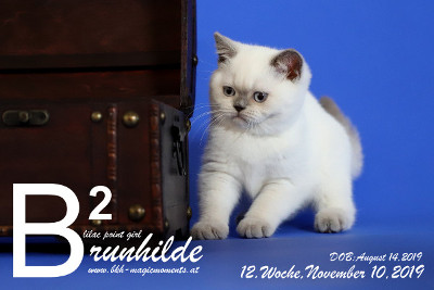 Brunhilde ist 12 Wochen alt ( 10.11.2019 )