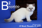 Brunhilde ist 12 Wochen alt ( 10.11.2019 )