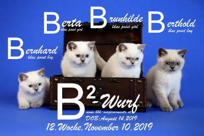 Unser B2-Wurf ist 12 Wochen alt ( 10.11.2019 )