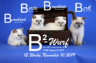 Unser B2-Wurf ist 12 Wochen alt ( 10.11.2019 )