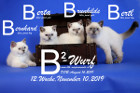 Unser B2-Wurf ist 12 Wochen alt ( 10.11.2019 )