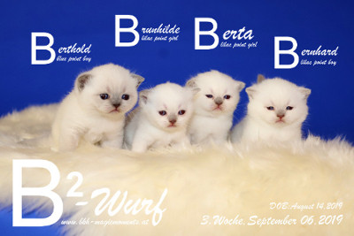 Unser B2-Wurf ist 3 Wochen alt ( 06.09.2019 )