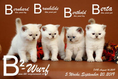 Unser B2-Wurf ist 5 Wochen alt ( 20.09.2019 )