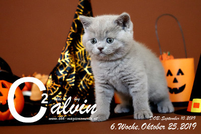 Calvin ist 6 Wochen alt ( 25.10.2019 )