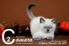 Camaro ist 11 Wochen alt ( 24.11.2019 )