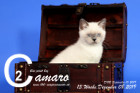 Camaro ist 13 Wochen alt ( 08.12.2019 )