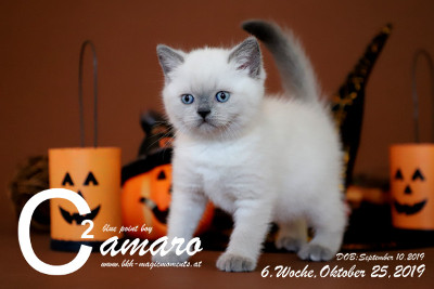Camaro ist 6 Wochen alt ( 25.10.2019 )