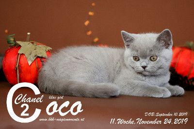 Coco Chanel ist 11 Wochen alt ( 24.11.2019 )
