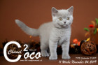 Coco Chanel ist 11 Wochen alt ( 24.11.2019 )