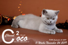 Coco Chanel ist 11 Wochen alt ( 24.11.2019 )