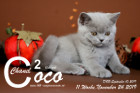 Coco Chanel ist 11 Wochen alt ( 24.11.2019 )