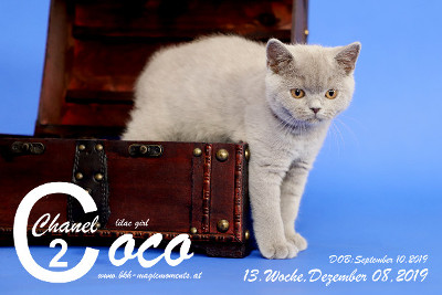 Coco Chanel ist 13 Wochen alt ( 08.12.2019 )