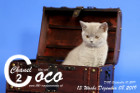 Coco Chanel ist 13 Wochen alt ( 08.12.2019 )