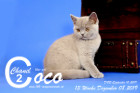 Coco Chanel ist 13 Wochen alt ( 08.12.2019 )