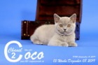 Coco Chanel ist 13 Wochen alt ( 08.12.2019 )