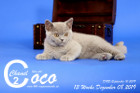Coco Chanel ist 13 Wochen alt ( 08.12.2019 )