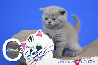 Coco Chanel ist 4 Wochen alt ( 11.10.2019 )