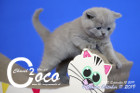 Coco Chanel ist 4 Wochen alt ( 11.10.2019 )