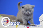Coco Chanel ist 4 Wochen alt ( 11.10.2019 )
