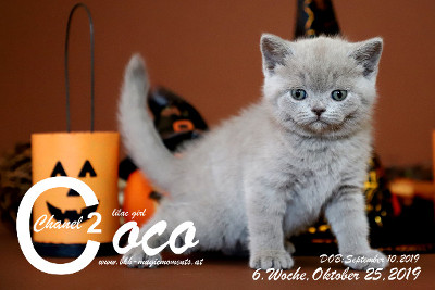 Coco Chanel ist 6 Wochen alt ( 25.10.2019 )