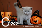 Coco Chanel ist 6 Wochen alt ( 25.10.2019 )