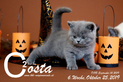 Costa ist 6 Wochen alt ( 25.10.2019 )