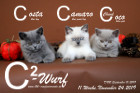 Unser C2-Wurf ist 11 Wochen alt ( 24.11.2019 )
