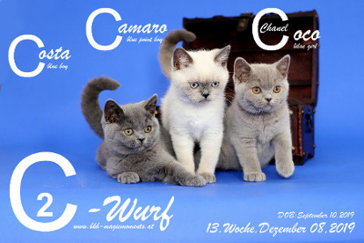 Unser C2-Wurf ist 13 Wochen alt ( 08.12.2019 )