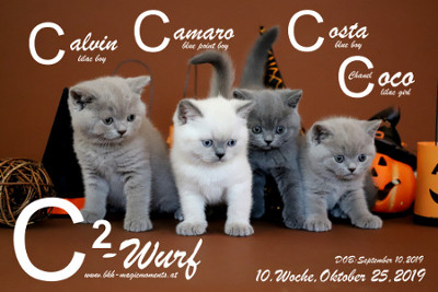 Unser C2-Wurf ist 6 Wochen alt ( 25.10.2019 )