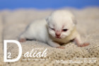 Daliah ist 10 Tage alt ( 10.11.2019 )
