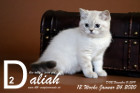 Daliah ist 12 Wochen alt ( 24.01.2020 )