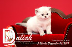 Daliah ist 5 Wochen alt ( 06.12.2019 )