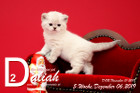 Daliah ist 5 Wochen alt ( 06.12.2019 )