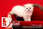 Daliah ist 5 Wochen alt ( 06.12.2019 )