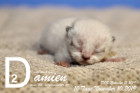 Damien ist 10 Tage alt ( 10.11.2019 )