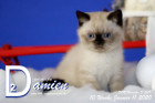 Damien ist 10 Wochen alt ( 11.01.2020 )