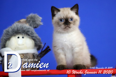 Damien ist 10 Wochen alt ( 11.01.2020 )