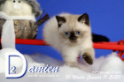 Damien ist 10 Wochen alt ( 11.01.2020 )