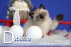 Damien ist 10 Wochen alt ( 11.01.2020 )