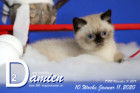 Damien ist 10 Wochen alt ( 11.01.2020 )