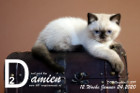 Damien ist 12 Wochen alt ( 24.01.2020 )