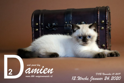 Damien ist 12 Wochen alt ( 24.01.2020 )