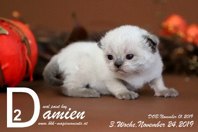 Damien ist 3 Wochen alt ( 24.11.2019 )