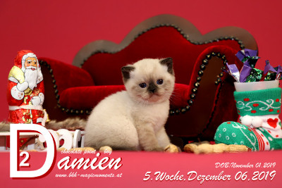 Damien ist 5 Wochen alt ( 06.12.2019 )