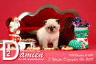 Damien ist 5 Wochen alt ( 06.12.2019 )